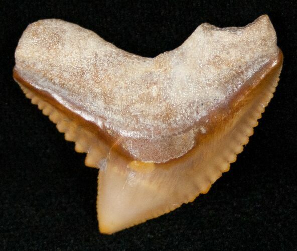 Large Fossil Tiger Shark Tooth - Bone Valley Florida #14690